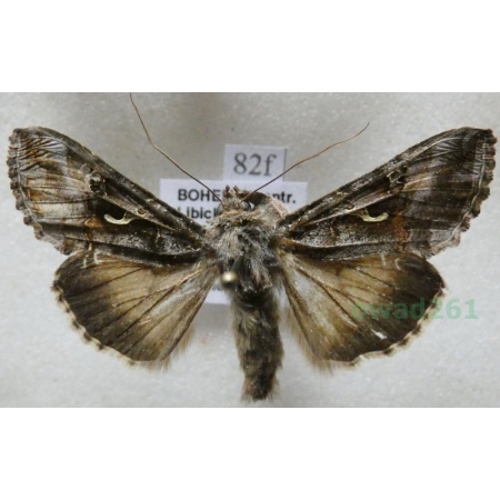 Autographa gamma (Linnaeus, 1758) Błyszczka jarzynówka Czech82f
